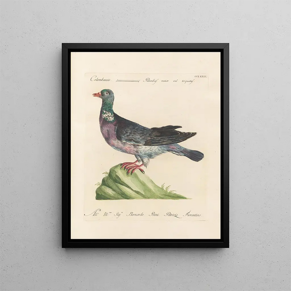 L'ornithologie méthodiquement digérée Pl254 - Saverio Manetti — oprawiony obraz na ścianie