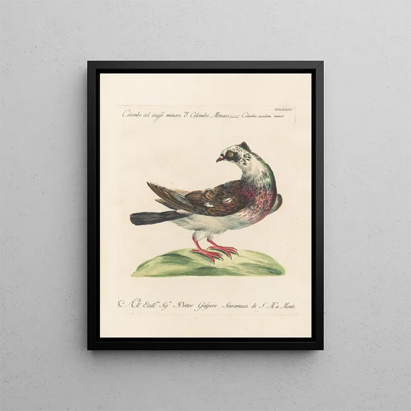 Ornithologie méthodiquement digérée Pl255 - Saverio Manetti — oprawiony obraz na ścianie