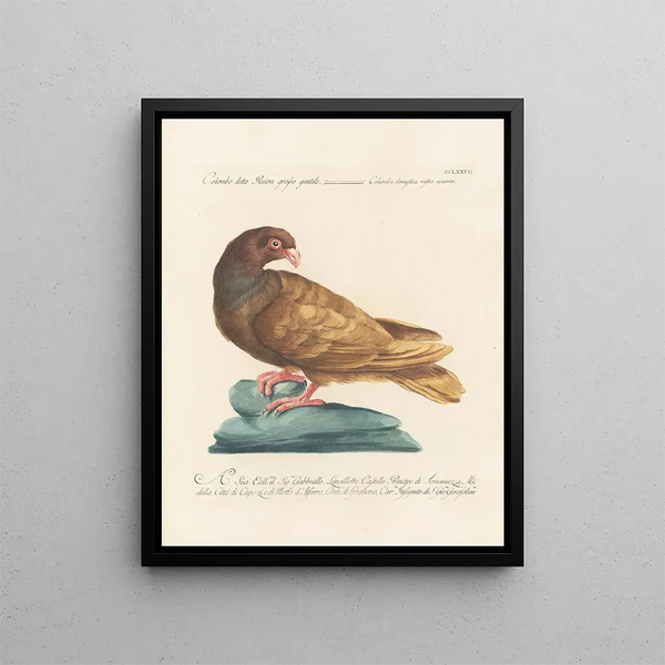 Ornithologie méthodiquement digérée Pl259 - Saverio Manetti — oprawiony obraz na ścianie
