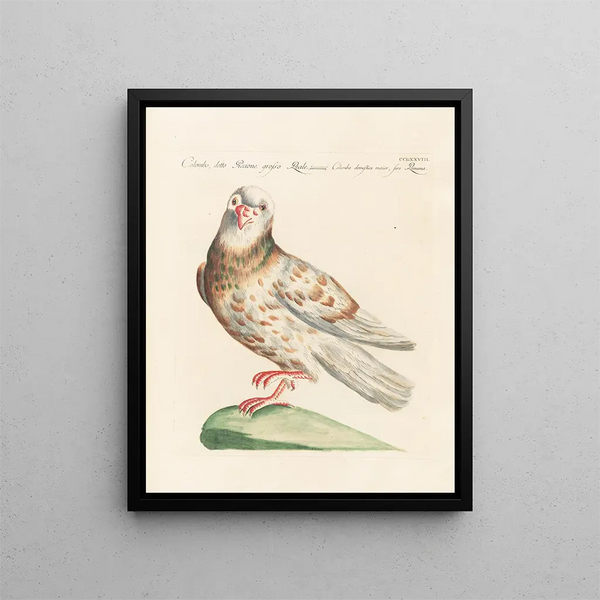 Ornithologie méthodiquement digérée Pl260 - Saverio Manetti — oprawiony obraz na ścianie