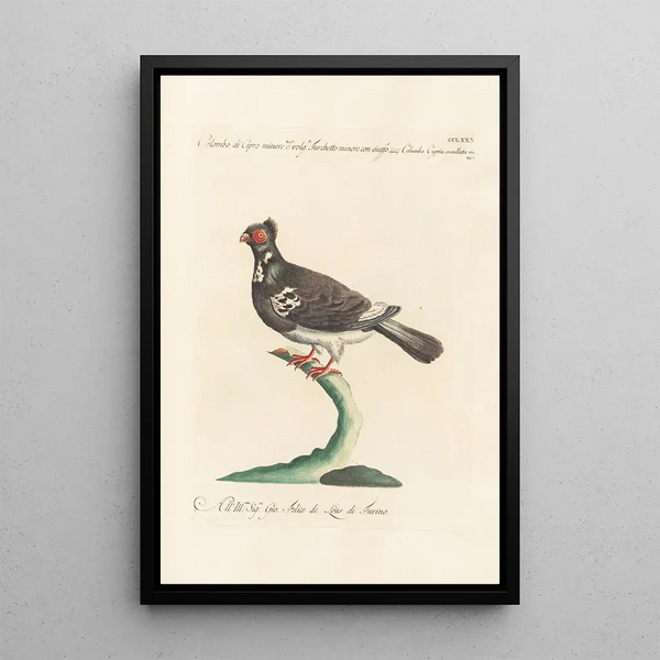 Ornithologia methodice digesta Pl262 - Saverio Manetti — oprawiony obraz na ścianie