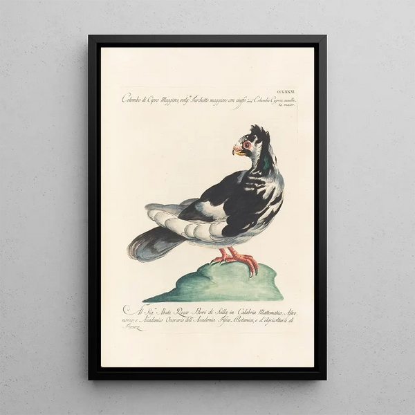 Ornithologia methodice digesta Pl263 - Saverio Manetti — oprawiony obraz na ścianie