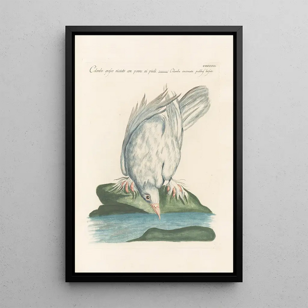 Ornithologia methodice digesta Pl264 - Saverio Manetti — oprawiony obraz na ścianie