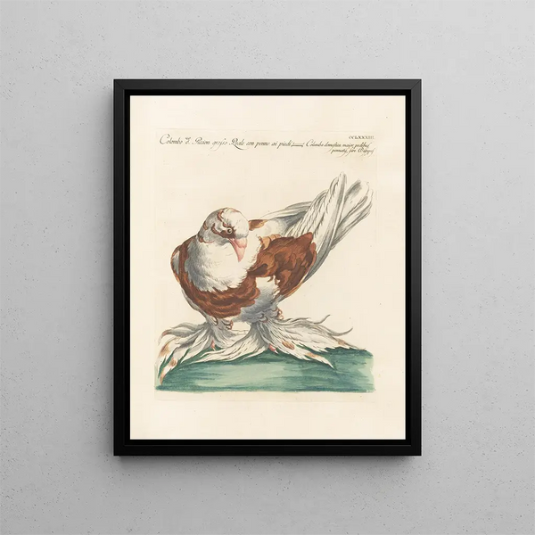 Ornithologie méthodiquement digérée Pl265 - Saverio Manetti — oprawiony obraz na ścianie