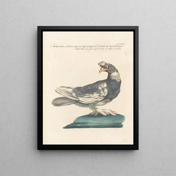 L'ornithologie méthodiquement digérée Pl267 - Saverio Manetti — oprawiony obraz na ścianie