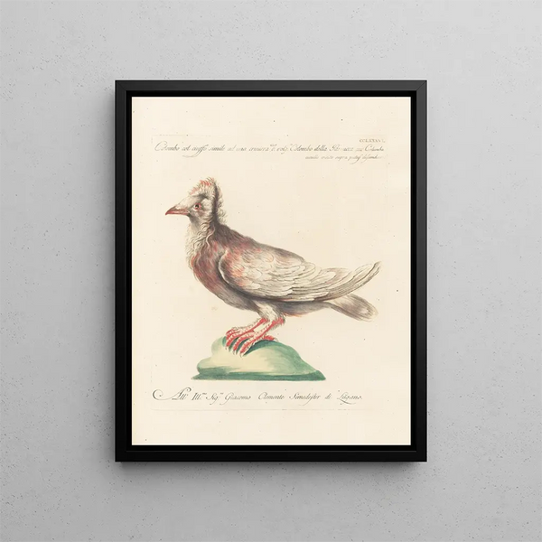 Saverio Manetti - Ornithologia methodice digesta Pl268.webp