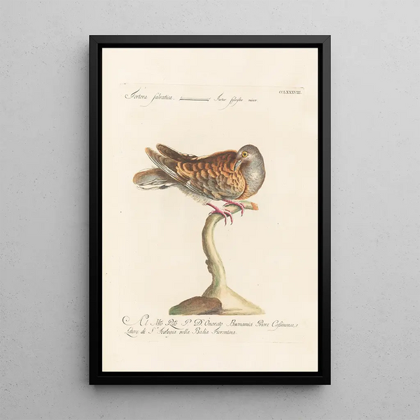 Ornithologia methodice digesta Pl270 - Saverio Manetti — oprawiony obraz na ścianie
