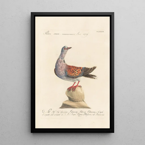 Ornithologia methodice digesta Pl271 - Saverio Manetti — oprawiony obraz na ścianie