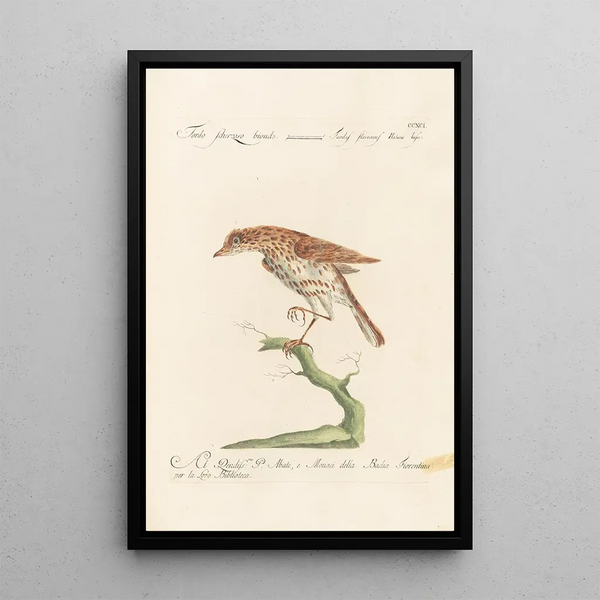 Ornithologia methodice digesta Pl273 - Saverio Manetti — oprawiony obraz na ścianie
