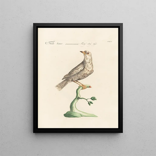 Ornithologie méthodiquement digérée Pl274 - Saverio Manetti — oprawiony obraz na ścianie