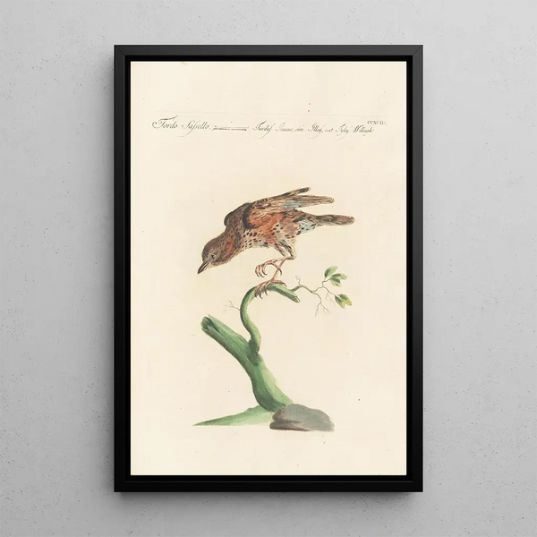 Ornithologia methodice digesta Pl275 - Saverio Manetti — oprawiony obraz na ścianie