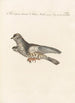 Ornithologia methodice digesta Pl276 - Saverio Manetti — widok dzieła