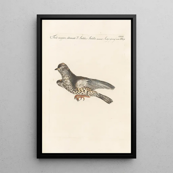 Ornithologia methodice digesta Pl276 - Saverio Manetti — oprawiony obraz na ścianie