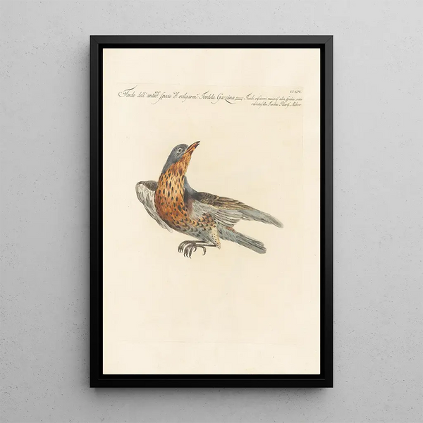 Ornithologia methodice digesta Pl277 - Saverio Manetti — oprawiony obraz na ścianie