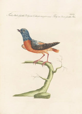 Saverio Manetti - Ornithologia methodice digesta Pl278.webp