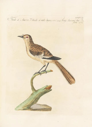 Saverio Manetti - Ornithologia methodice digesta Pl280.webp