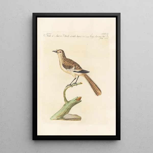 Ornithologia methodice digesta Pl280 - Saverio Manetti — oprawiony obraz na ścianie