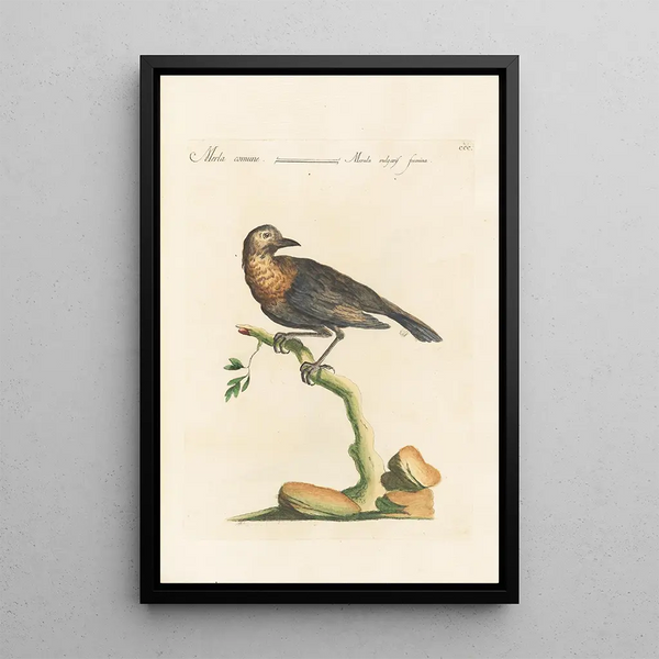 Ornithologia methodice digesta Pl282 - Saverio Manetti — oprawiony obraz na ścianie