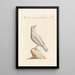 Ornithologia methodice digesta Pl285 - Saverio Manetti — oprawiony obraz na ścianie