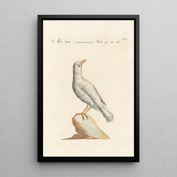 Ornithologia methodice digesta Pl285 - Saverio Manetti — oprawiony obraz na ścianie