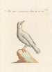 Ornithologia methodice digesta Pl285 - Saverio Manetti — widok dzieła