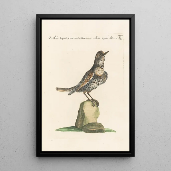 Ornithologia methodice digesta Pl286 - Saverio Manetti — oprawiony obraz na ścianie