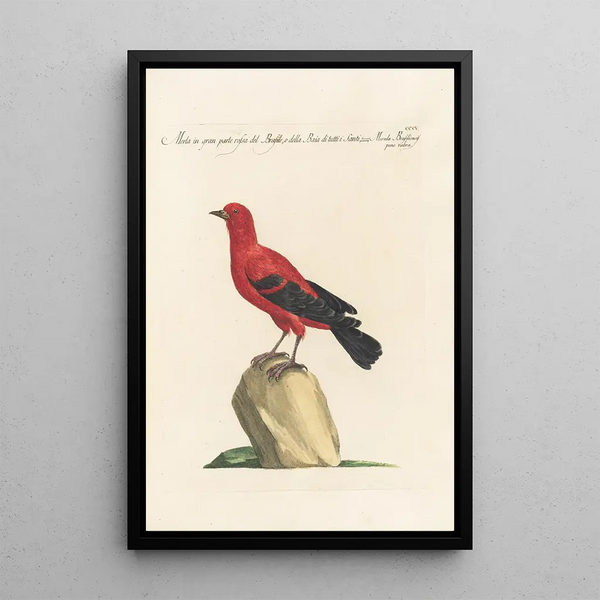 Ornithologia methodice digesta Pl287 - Saverio Manetti — oprawiony obraz na ścianie