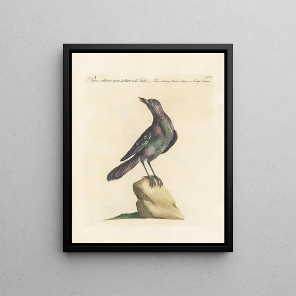 Ornithologie méthodiquement digérée Pl292 - Saverio Manetti — oprawiony obraz na ścianie