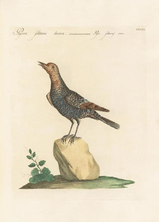 Saverio Manetti - Ornithologia methodice digesta Pl293.webp