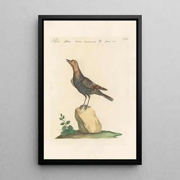Ornithologia methodice digesta Pl293 - Saverio Manetti — oprawiony obraz na ścianie