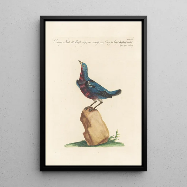 Ornithologia methodice digesta Pl294 - Saverio Manetti — oprawiony obraz na ścianie