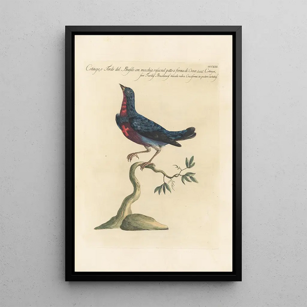 Ornithologia methodice digesta Pl295 - Saverio Manetti — oprawiony obraz na ścianie