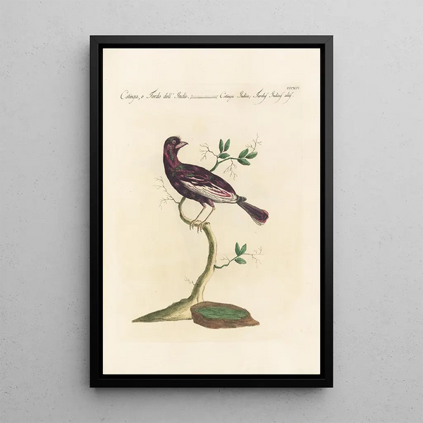 Ornithologia methodice digesta Pl296 - Saverio Manetti — oprawiony obraz na ścianie