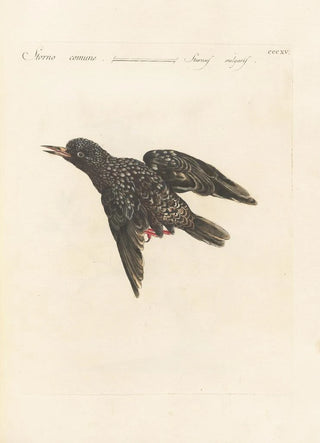 Saverio Manetti - Ornithologia methodice digesta Pl297.webp