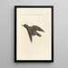 Ornithologia methodice digesta Pl297 - Saverio Manetti — oprawiony obraz na ścianie