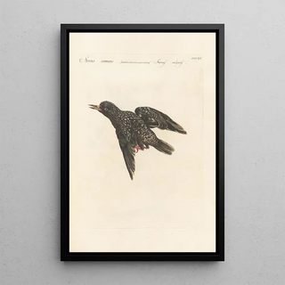 Saverio Manetti - Ornithologia methodice digesta Pl297.webp