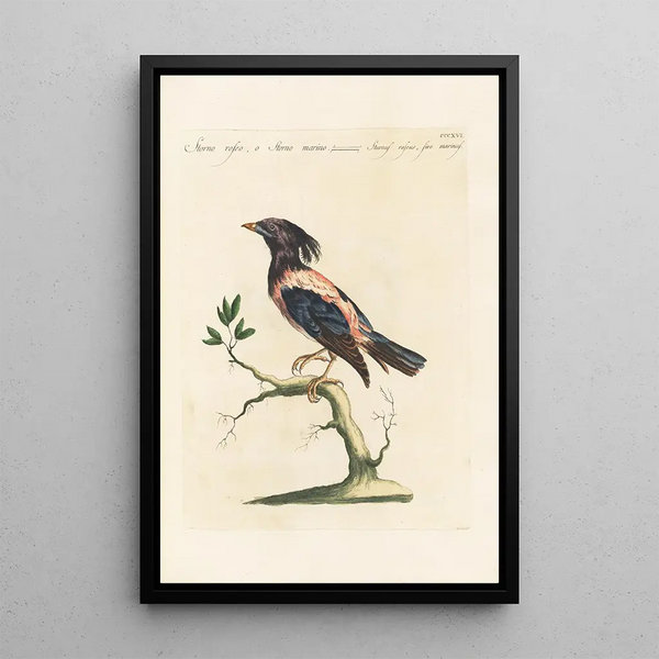 Ornithologia methodice digesta Pl298 - Saverio Manetti — oprawiony obraz na ścianie