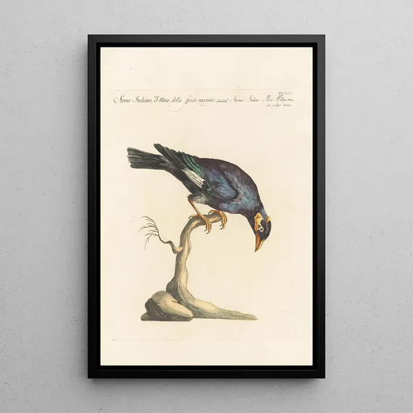 Ornithologia methodice digesta Pl301 - Saverio Manetti — oprawiony obraz na ścianie