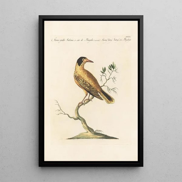 Ornithologia methodice digesta Pl302 - Saverio Manetti — oprawiony obraz na ścianie