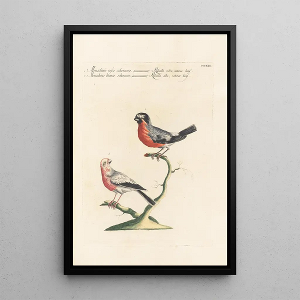 Ornithologia methodice digesta Pl304 - Saverio Manetti — oprawiony obraz na ścianie