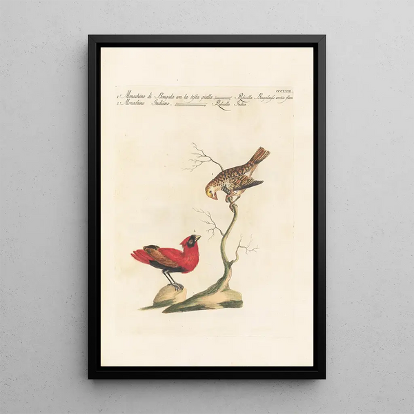 Ornithologia methodice digesta Pl305 - Saverio Manetti — oprawiony obraz na ścianie