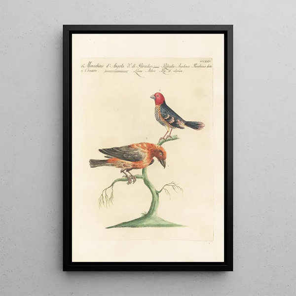 Ornithologia methodice digesta Pl306 - Saverio Manetti — oprawiony obraz na ścianie