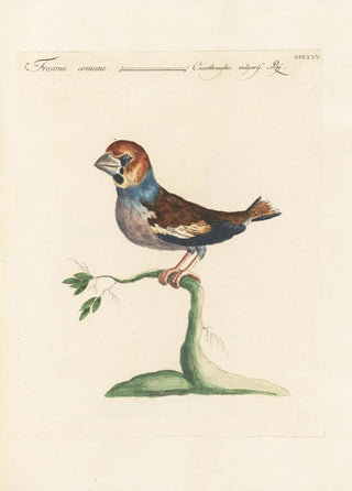 Saverio Manetti - Ornithologia methodice digesta Pl307.webp