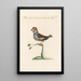 Ornithologia methodice digesta Pl307 - Saverio Manetti — oprawiony obraz na ścianie
