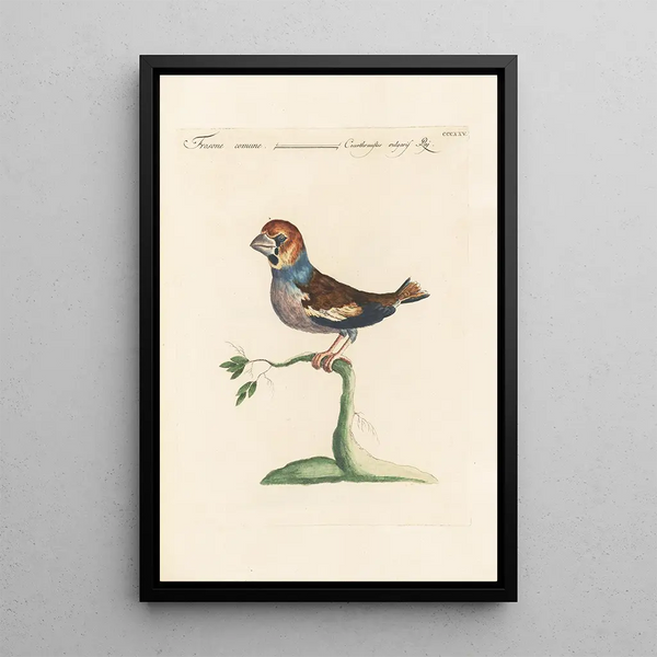 Ornithologia methodice digesta Pl307 - Saverio Manetti — oprawiony obraz na ścianie