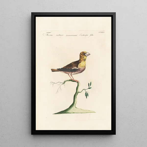 Ornithologia methodice digesta Pl308 - Saverio Manetti — oprawiony obraz na ścianie
