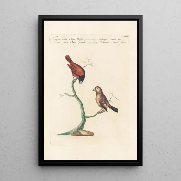 Ornithologia methodice digesta Pl309 - Saverio Manetti — oprawiony obraz na ścianie