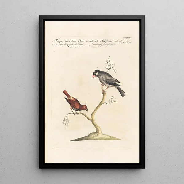 Ornithologia methodice digesta Pl310 - Saverio Manetti — oprawiony obraz na ścianie