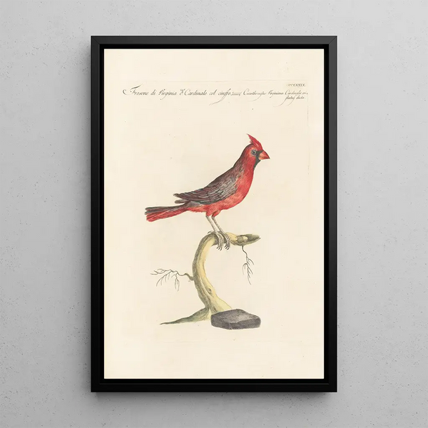 Ornithologia methodice digesta Pl311 - Saverio Manetti — oprawiony obraz na ścianie
