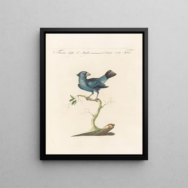 Ornithologie méthodiquement digérée Pl312 - Saverio Manetti — oprawiony obraz na ścianie